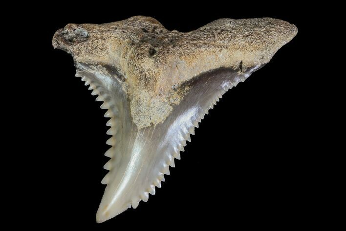 Serrated, Fossil Hemipristis Tooth - Georgia #74814